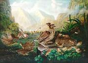 Robert Havell Jr Prints Pinnated Grouse Spain oil painting reproduction